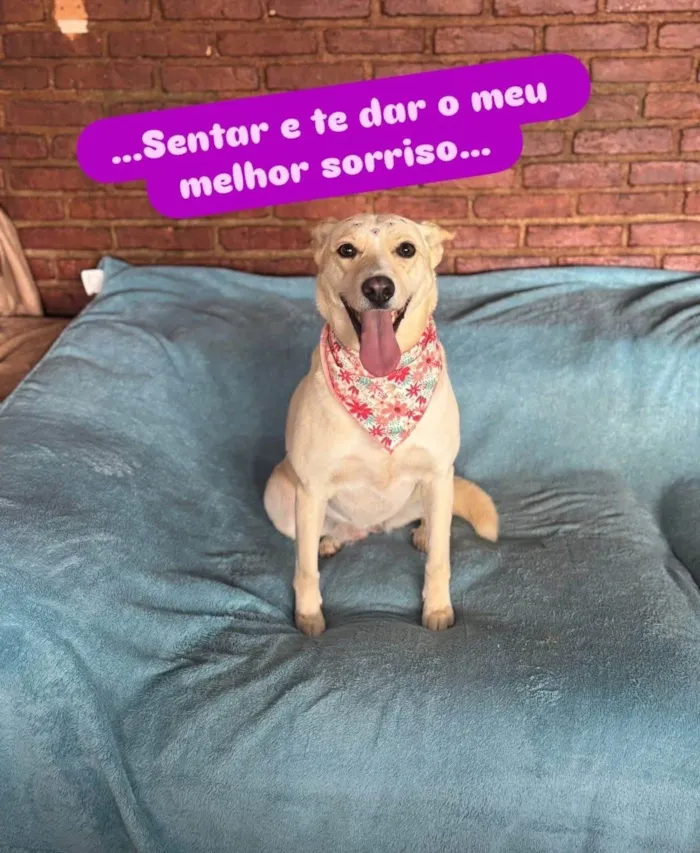 Cachorro ra a SRD-ViraLata idade 3 anos nome Larissa 