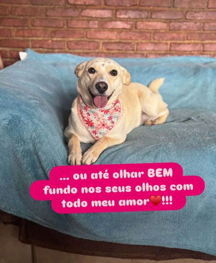 Cachorro ra a SRD-ViraLata idade 3 anos nome Larissa 