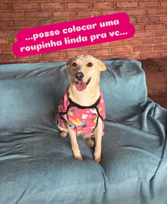 Cachorro ra a SRD-ViraLata idade 3 anos nome Larissa 