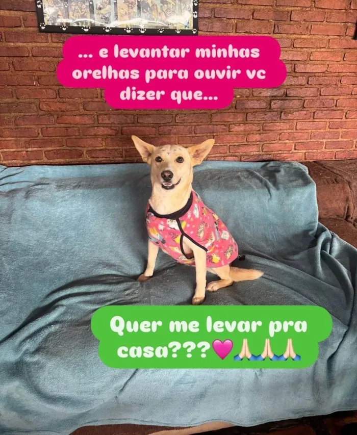 Cachorro ra a SRD-ViraLata idade 3 anos nome Larissa 
