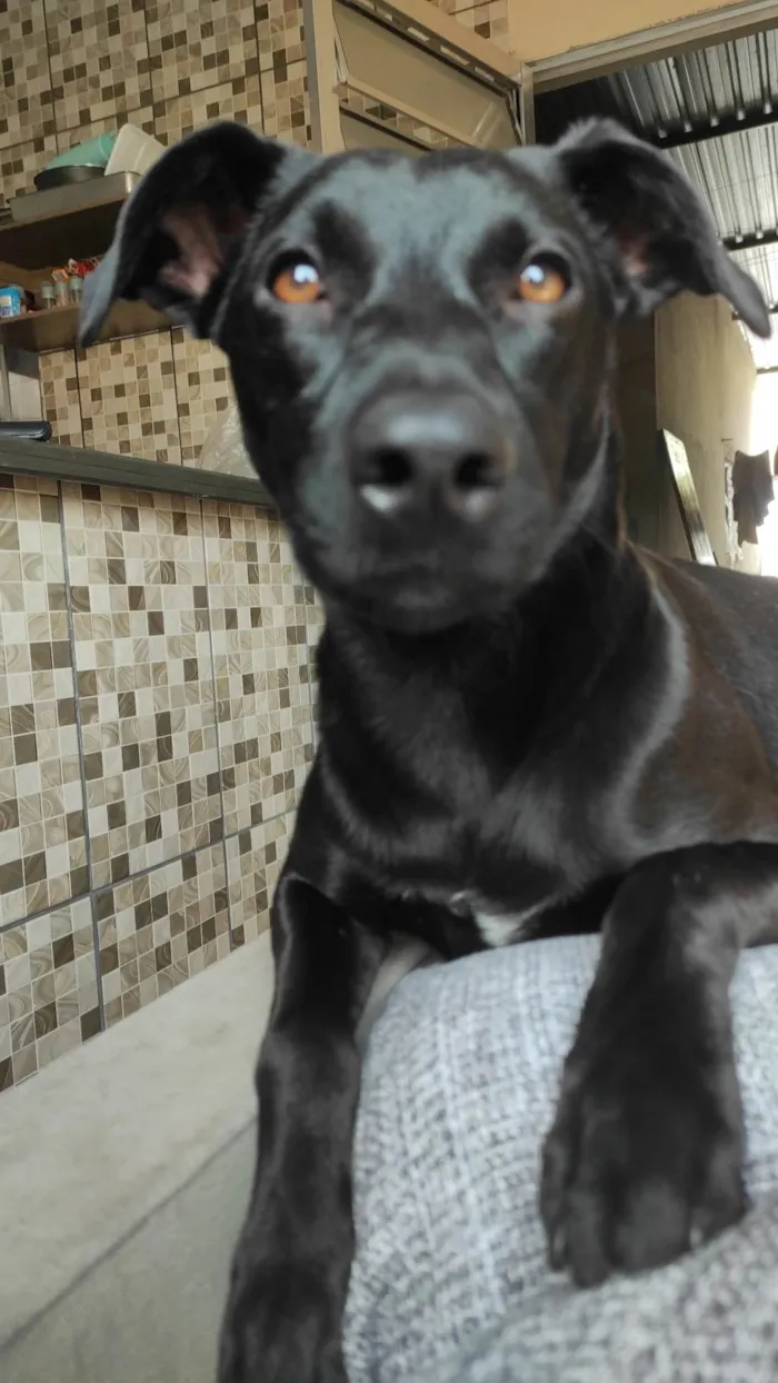 Cachorro ra a SRD-ViraLata idade 2 a 6 meses nome LAYLA