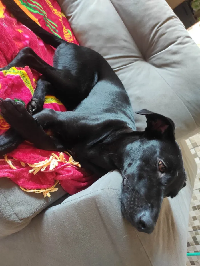 Cachorro ra a SRD-ViraLata idade 2 a 6 meses nome LAYLA