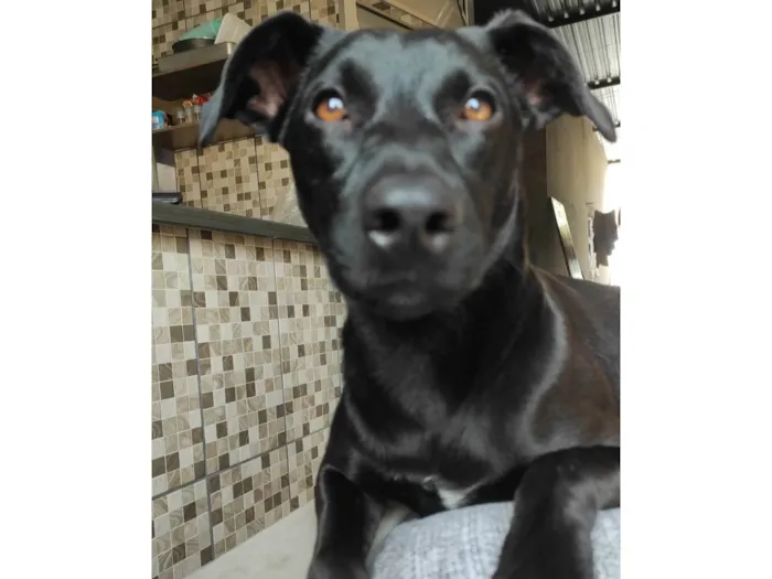 Cachorro ra a SRD-ViraLata idade 2 a 6 meses nome LAYLA