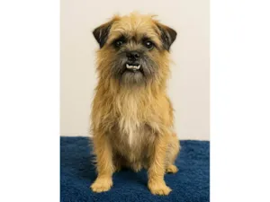 Cachorro raça SRD-ViraLata idade 4 anos nome Dentinho
