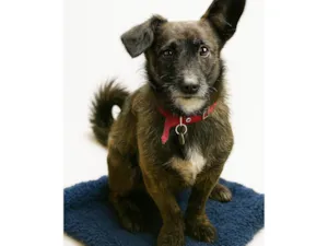 Cachorro raça SRD-ViraLata idade 4 anos nome Xandy