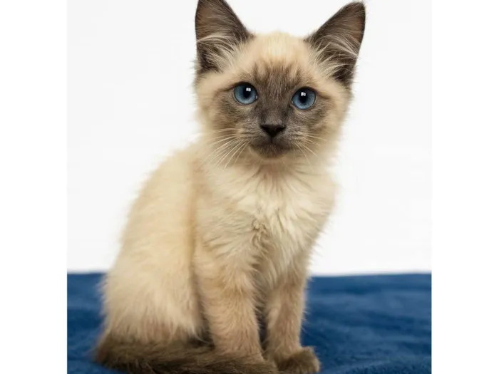 Gato raça Siamês idade 2 a 6 meses nome Valentim