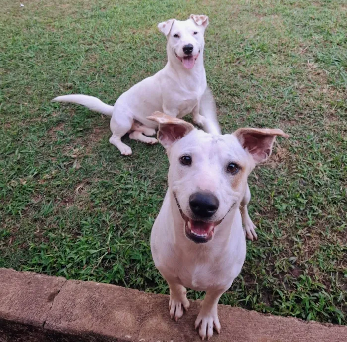 Cachorro ra a SRD-ViraLata idade 1 ano nome bob e nick 