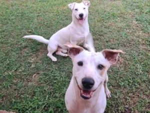 Cachorro raça SRD-ViraLata idade 1 ano nome bob e nick 