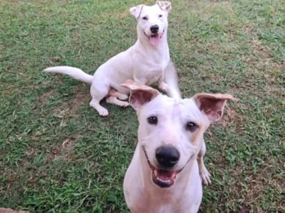 Cachorro raça SRD-ViraLata idade 1 ano nome bob e nick 