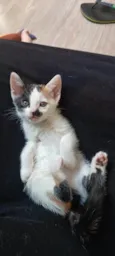 Filhotes Fofos de Gato