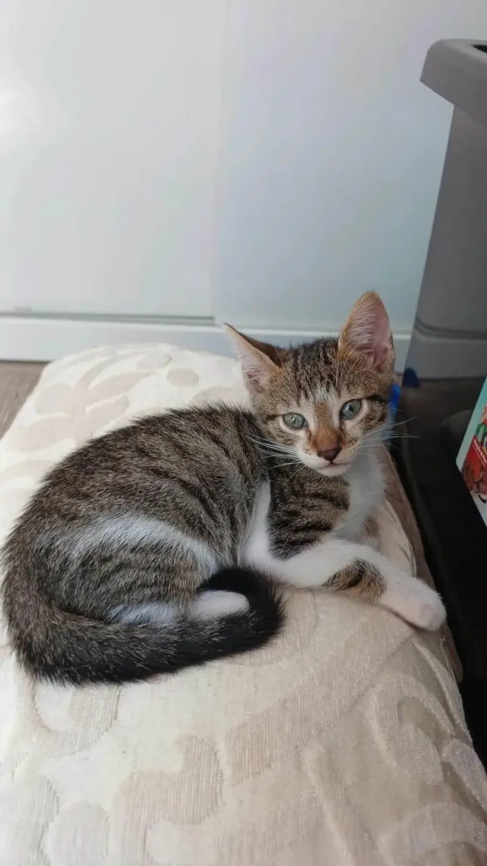 Gato ra a SRD-ViraLata idade Abaixo de 2 meses nome Filhotes Fofos de Gato