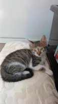 Filhotes Fofos de Gato