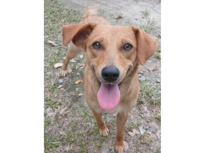 Cachorro raça SRD-ViraLata idade 1 ano nome Rosinha