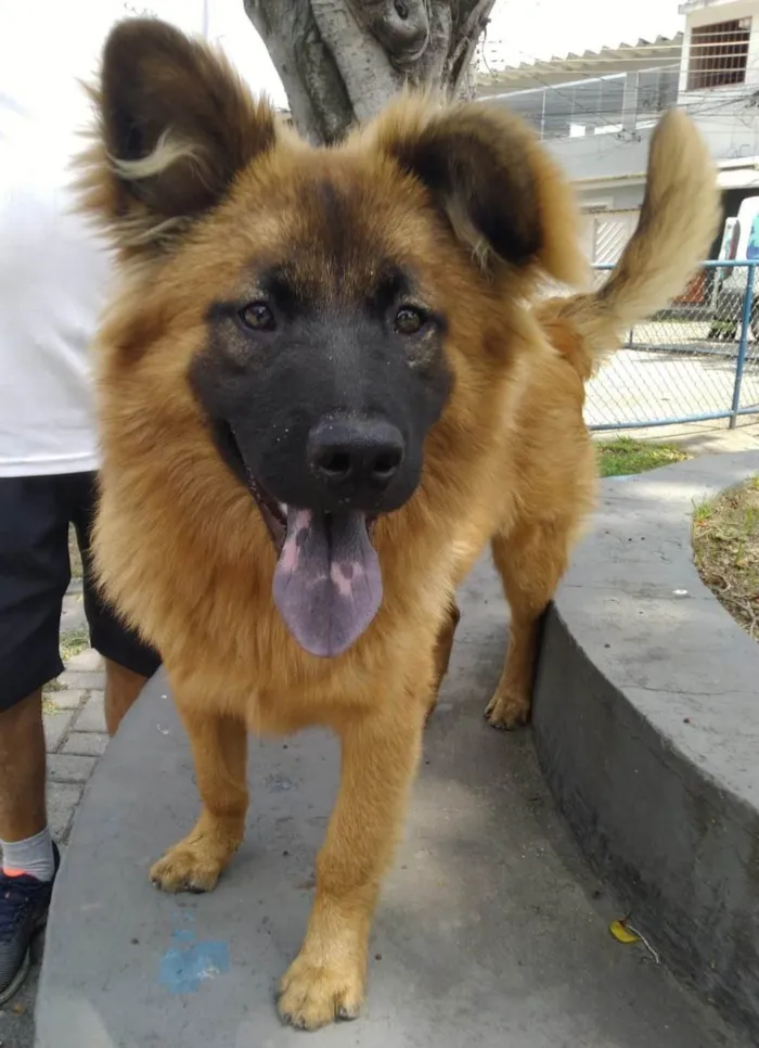 Cachorro ra a SRD-ViraLata idade 7 a 11 meses nome Roni