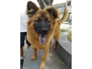 Cachorro raça SRD-ViraLata idade 7 a 11 meses nome Roni