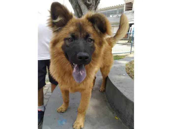 Cachorro ra a SRD-ViraLata idade 7 a 11 meses nome Roni