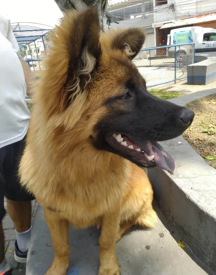 Cachorro ra a SRD-ViraLata idade 7 a 11 meses nome Roni