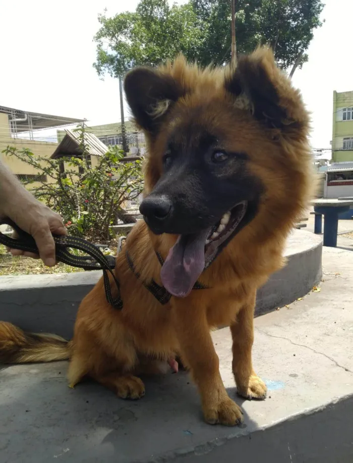 Cachorro ra a SRD-ViraLata idade 7 a 11 meses nome Roni