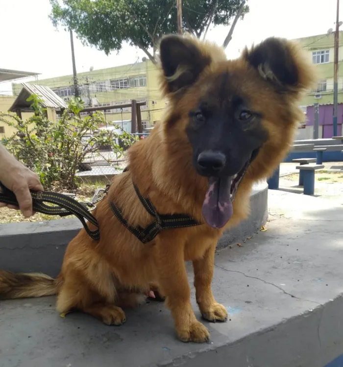 Cachorro ra a SRD-ViraLata idade 7 a 11 meses nome Roni