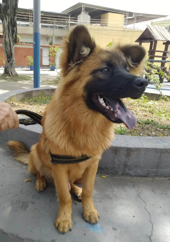 Cachorro ra a SRD-ViraLata idade 7 a 11 meses nome Roni