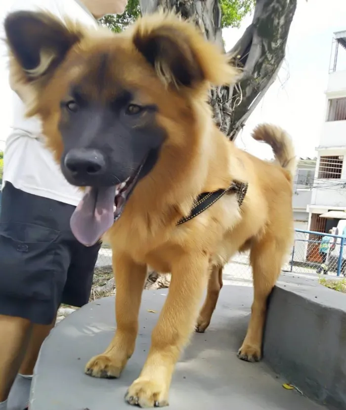 Cachorro ra a SRD-ViraLata idade 7 a 11 meses nome Roni