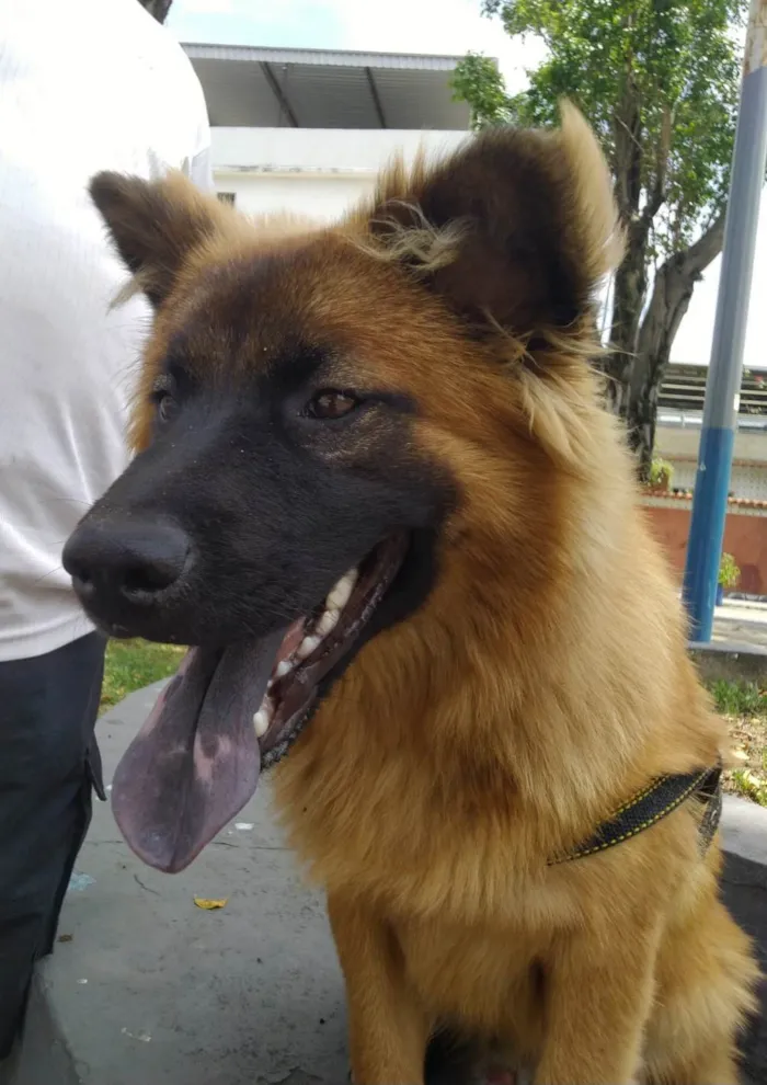 Cachorro ra a SRD-ViraLata idade 7 a 11 meses nome Roni