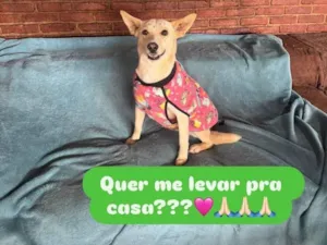 Cachorro raça SRD-ViraLata idade 3 anos nome Larissa 