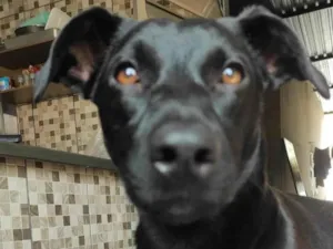 Cachorro raça SRD-ViraLata idade 2 a 6 meses nome LAYLA