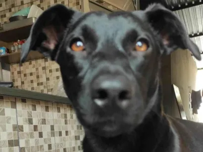 Cachorro raça SRD-ViraLata idade 2 a 6 meses nome LAYLA