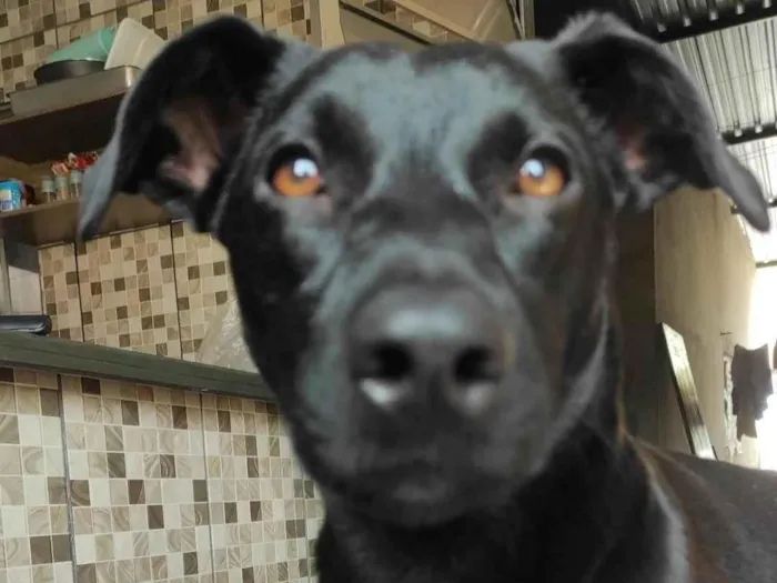 Cachorro ra a SRD-ViraLata idade 2 a 6 meses nome LAYLA