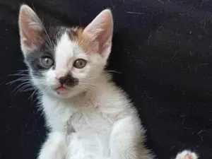 Gato raça SRD-ViraLata idade Abaixo de 2 meses nome Filhotes Fofos de Gato