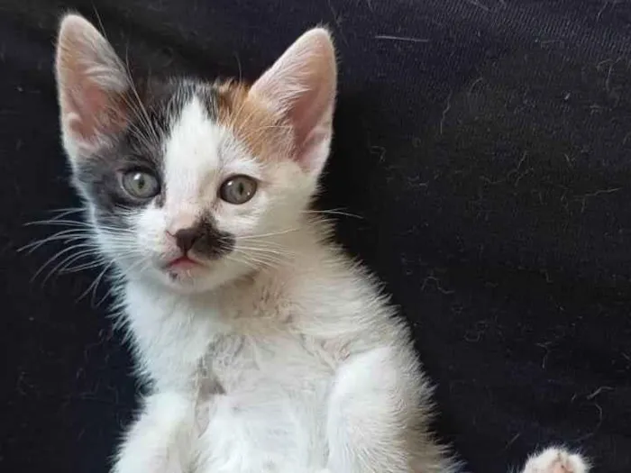 Gato ra a SRD-ViraLata idade Abaixo de 2 meses nome Filhotes Fofos de Gato