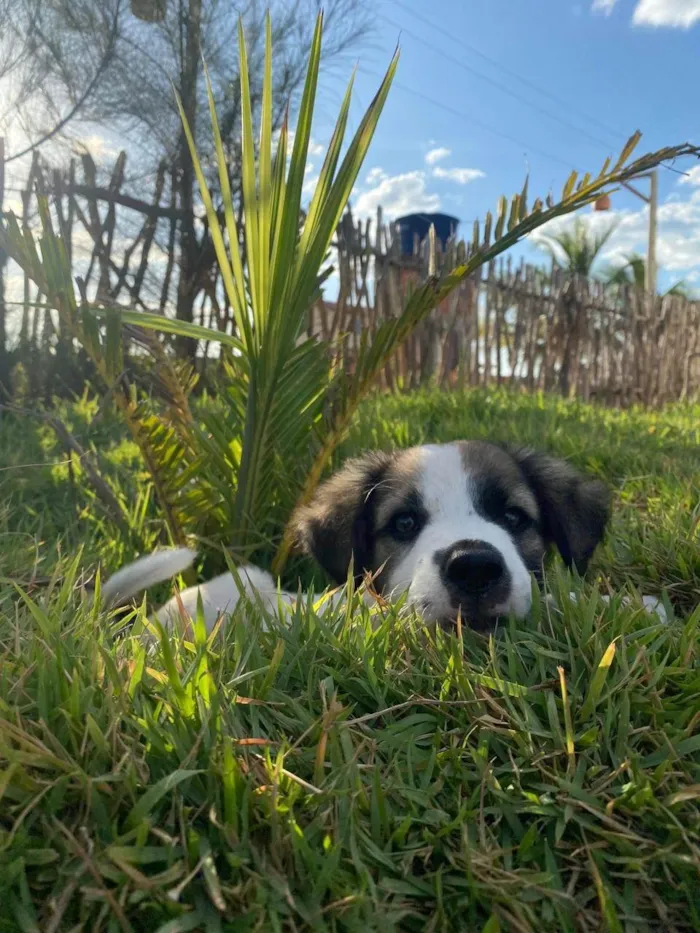 Cachorro ra a SRD-ViraLata idade 2 a 6 meses nome Jimmy