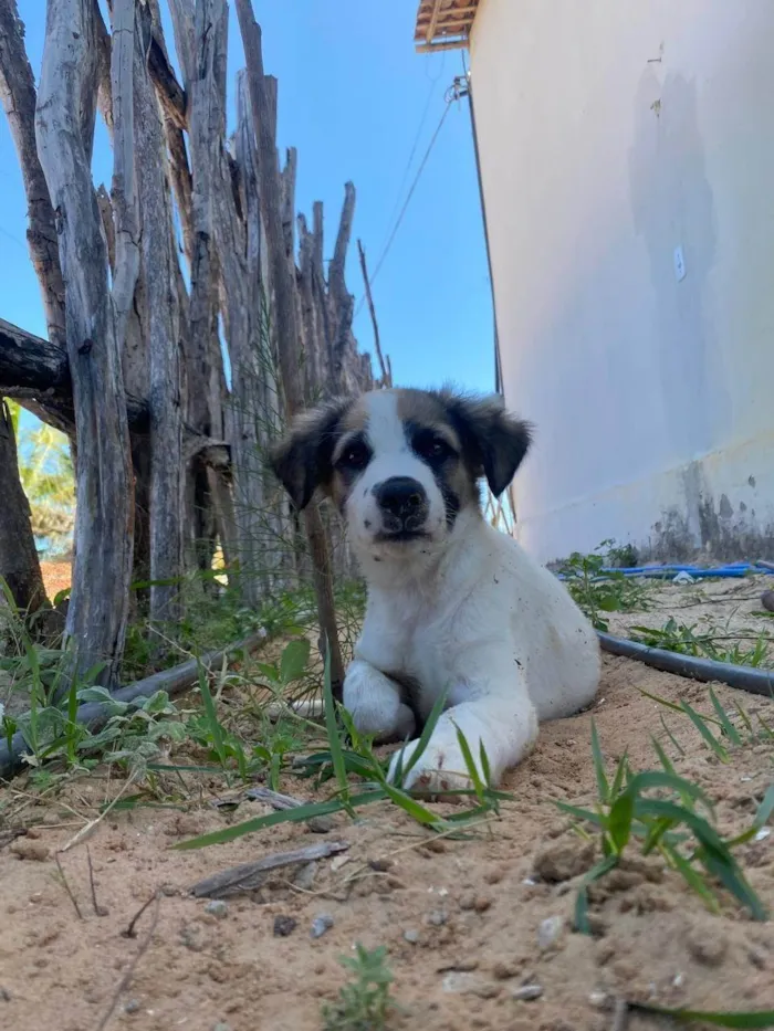 Cachorro ra a SRD-ViraLata idade 2 a 6 meses nome Jimmy