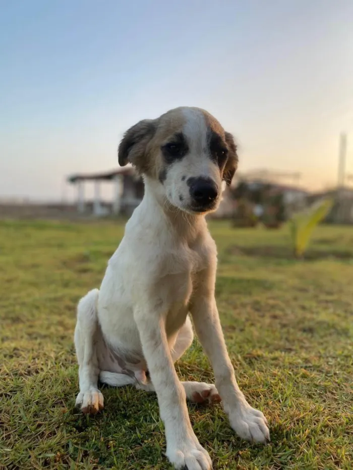 Cachorro ra a SRD-ViraLata idade 2 a 6 meses nome Jimmy