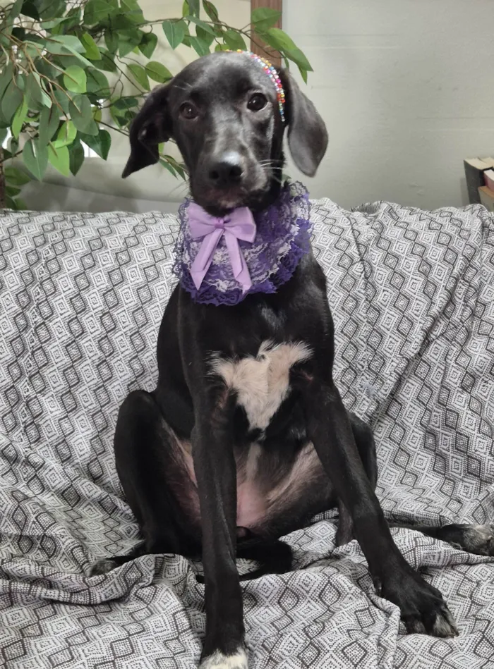 Cachorro ra a SRD-ViraLata idade 7 a 11 meses nome Brisa