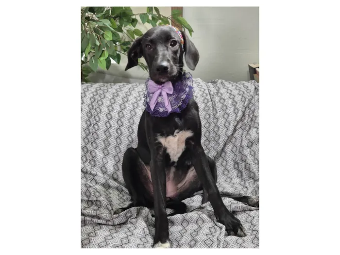Cachorro ra a SRD-ViraLata idade 7 a 11 meses nome Brisa