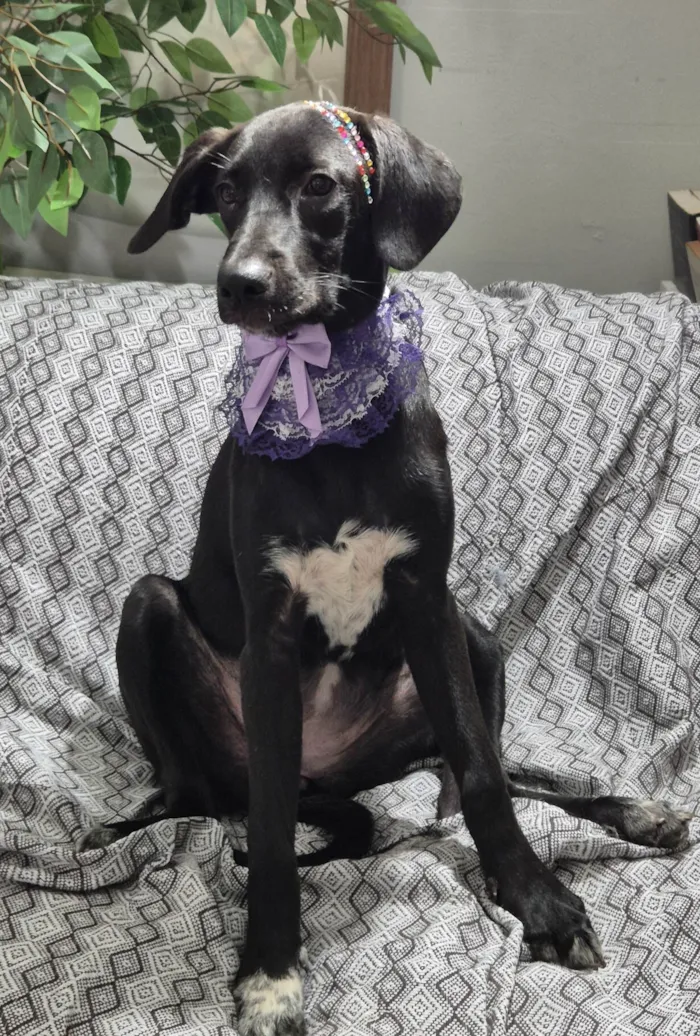 Cachorro ra a SRD-ViraLata idade 7 a 11 meses nome Brisa