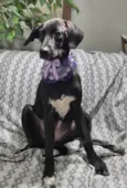 Brisa
