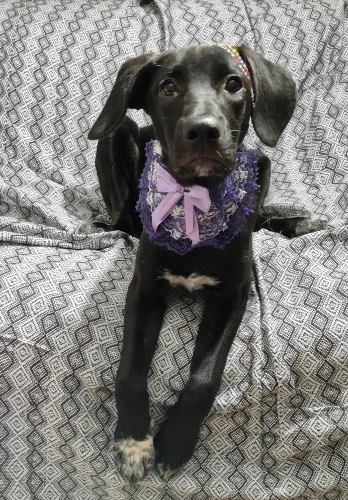 Cachorro ra a SRD-ViraLata idade 7 a 11 meses nome Brisa