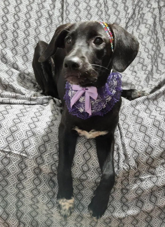 Cachorro ra a SRD-ViraLata idade 7 a 11 meses nome Brisa