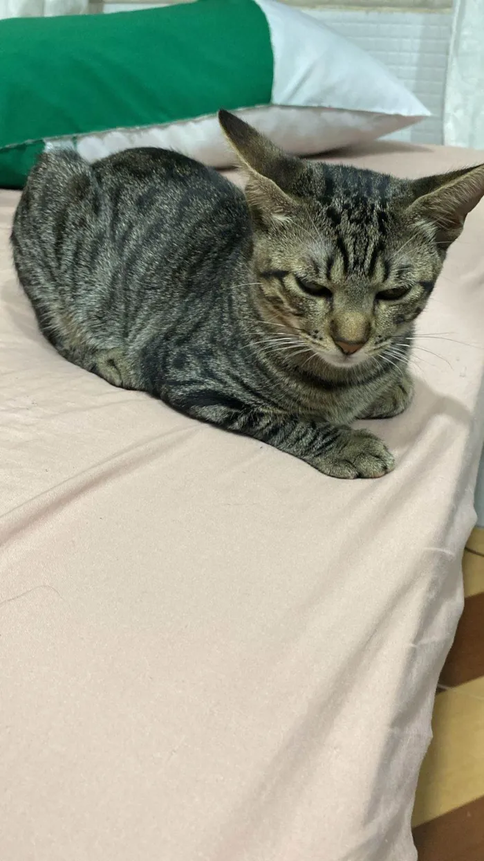 Gato ra a SRD-ViraLata idade 2 a 6 meses nome galega