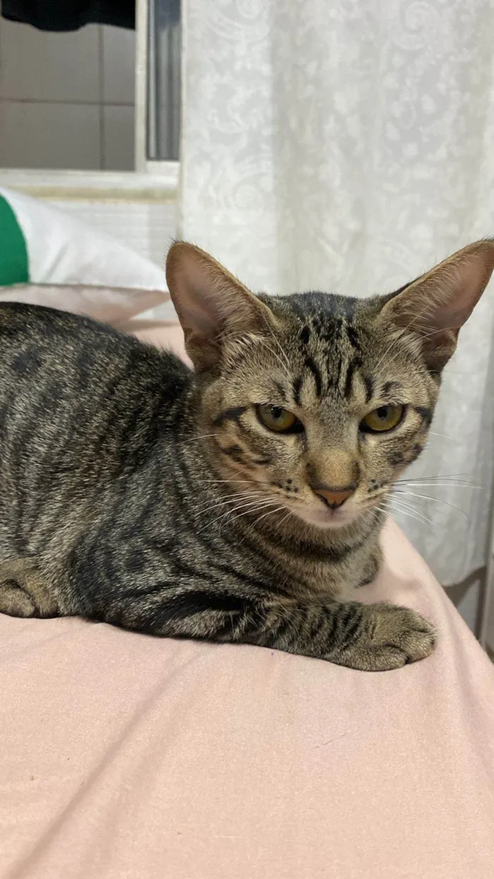 Gato ra a SRD-ViraLata idade 2 a 6 meses nome galega