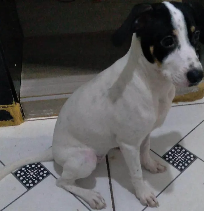 Cachorro ra a SRD-ViraLata idade 2 a 6 meses nome Amora