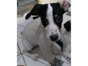 Cachorro raça SRD-ViraLata idade 2 a 6 meses nome Amora
