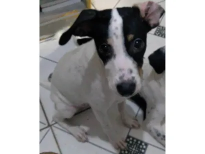 Cachorro raça SRD-ViraLata idade 2 a 6 meses nome Amora