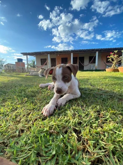Cachorro raça SRD-ViraLata idade 2 a 6 meses nome Filó