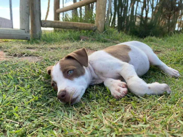 Cachorro ra a SRD-ViraLata idade 2 a 6 meses nome Filó