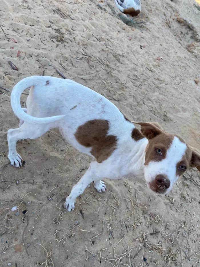 Cachorro ra a SRD-ViraLata idade 2 a 6 meses nome Filó