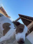 Filó